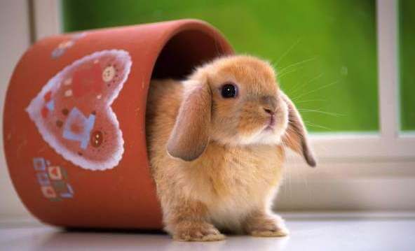 Декоративный кролик в домашних условиях
