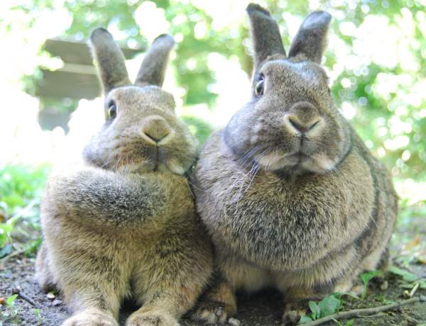 Миксоматоз у кроликов – признаки, способы заражения, профилактика